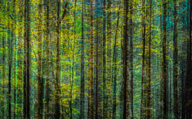 in het bos van Lydia Toerse