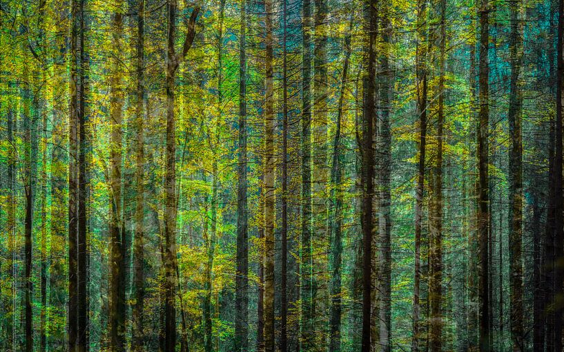 im Wald von Lydia Toerse