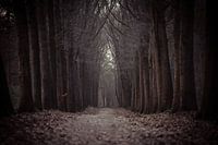 Le chemin vers... Mastbos Breda