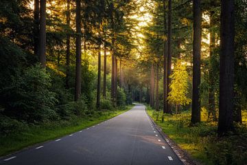 Freeway through Forest The speulder forest during sunrise. by Bart Ros