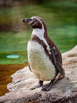 Humboldt-Pinguin von Rob Boon