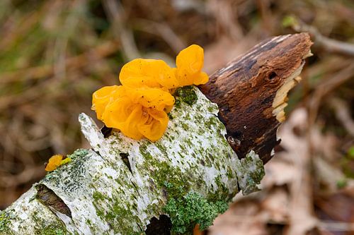 Macrofoto van een Gele Trilzwam op een oude boomtak in de Malpie, Nederlands Limburg