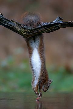 Eekhoorn hangend aan een tak boven het water. van Albert Beukhof