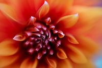 Des dalhias colorés