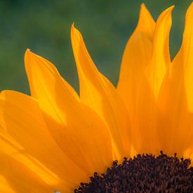 Sonnenblume von Zo jij! Fotografie