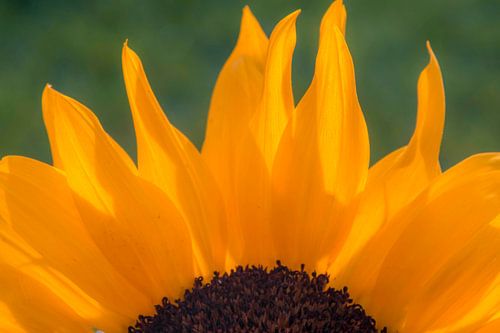 Zonnebloem