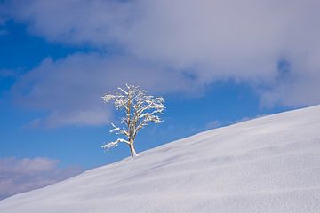 Winter in de Allgäu van Walter G. Allgöwer