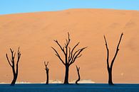 Het landschap van Deadvlei in de morgen. van Jos van Bommel thumbnail