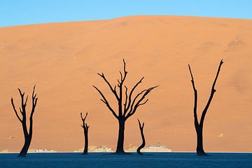 The landscape of Deadvlei in the morning