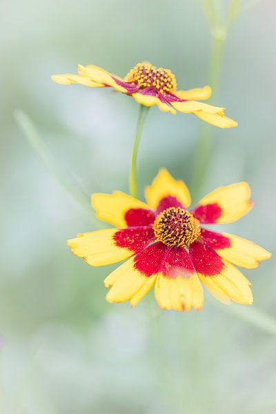 Feuerwerk von Boogartphotographics