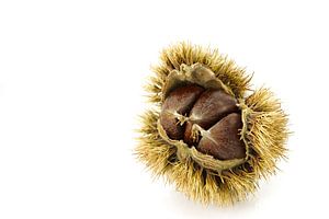 Châtaigne douce/Castanea sativa