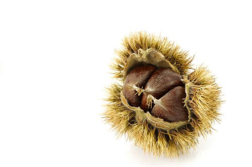 Châtaigne douce/Castanea sativa