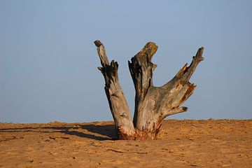 Tree stump by MY Scholtmeijer