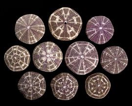 Shell collection by René von Hout