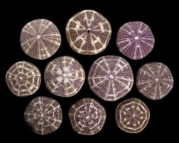 Collection de coquillages