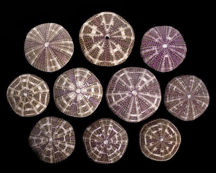 Schelpenverzameling van René von Hout