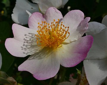 Een botanische roos met een licht speel van de zon en schaduw. van Wim vd Neut