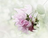 Pastell Rosa von Yvonne Blokland Miniaturansicht