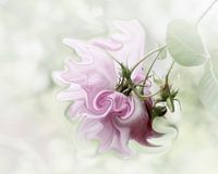 Pastel in Pink