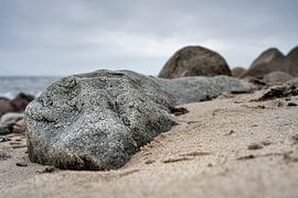 Le Fossile