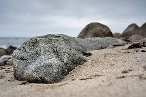 Das Fossil