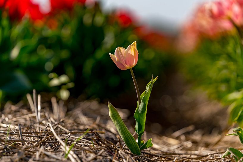Tulpen op Texel - Lonely van Texel360Fotografie Richard Heerschap