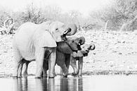 Elefanten am Wasserloch in Schwarz und Weiß | Namibia, Etosha National Park von Suzanne Spijkers Miniaturansicht