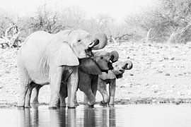 Elefanten am Wasserloch in Schwarz und Weiß | Namibia, Etosha National Park von Suzanne Spijkers