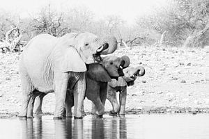 Elephants at waterhole in black and white | Namibia, Etosha National Park by Suzanne Spijkers