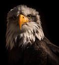 roofvogel van Jacco Hinke thumbnail