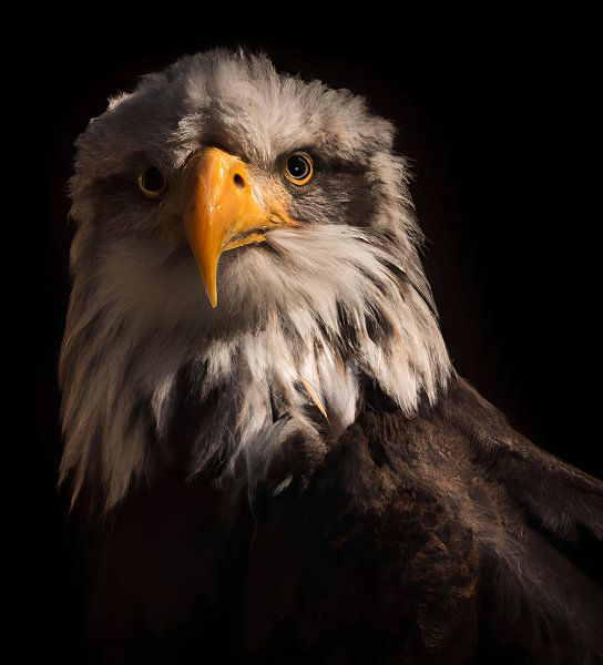 roofvogel van Jacco Hinke