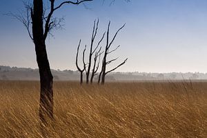 Echte kunst in de natuur