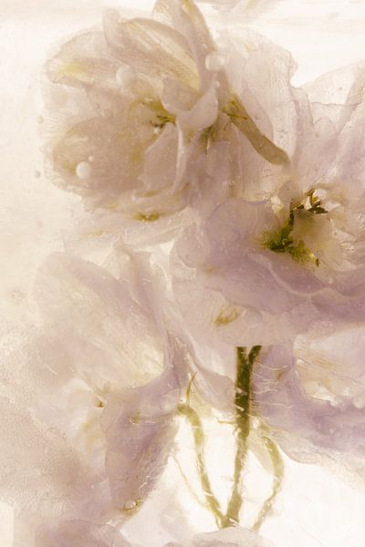 Delphinium in ice 1 by Marc Heiligenstein