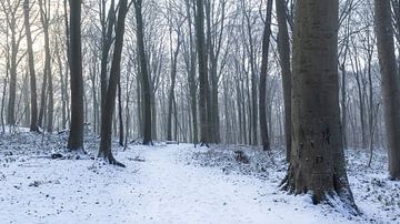 Winterliche Waldlandschaft in Neigem, Flandern
