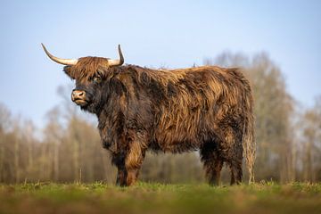 Majestueuze Schotse Hooglander in Herfstwei van Triki Photography