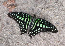 Colibri vert sur Matthias Brix