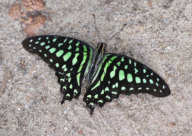 Colibri vert par Matthias Brix