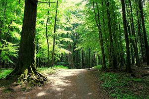 In het lentebos