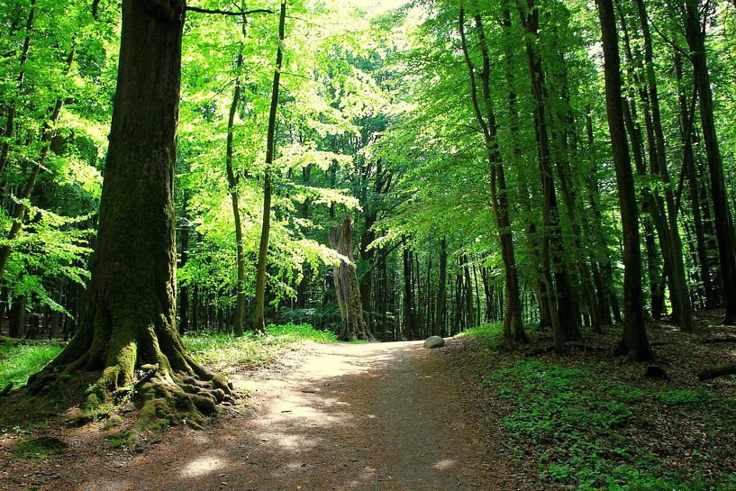 In het lentebos van Ostsee Bilder