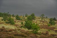 überwucherte Düne mit dramatischem Himmel