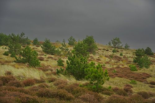 begroeide duin met dramatische luchten