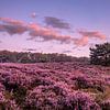 Purple Heath with a beautiful sky. by Rick van de Kraats