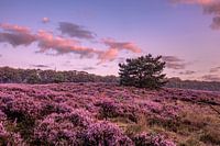 Paarse Heide met een mooie lucht.