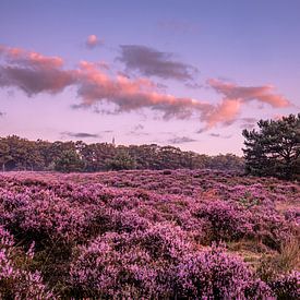 Violette Heide mit einem schönen Himmel. von Rick van de Kraats