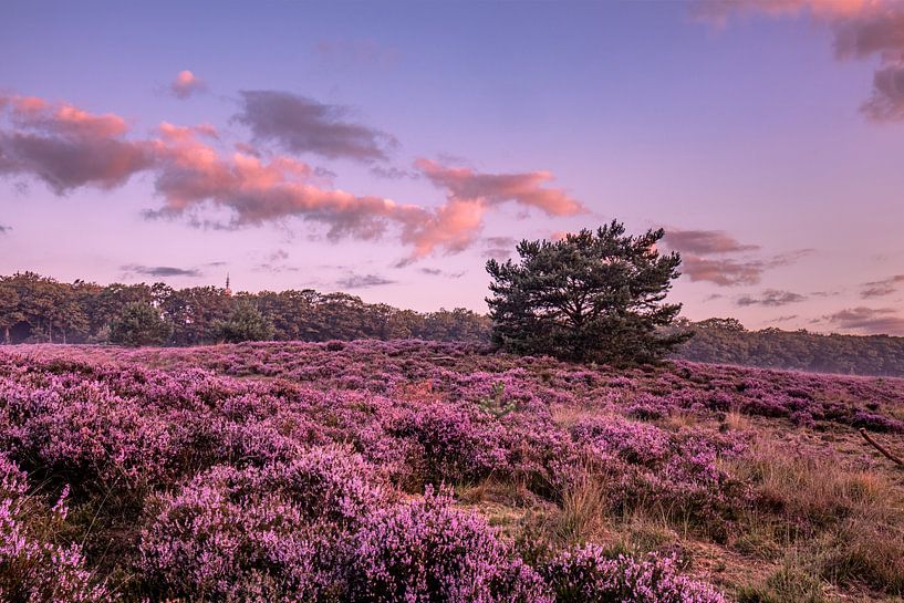 Paarse Heide met een mooie lucht. van Rick van de Kraats