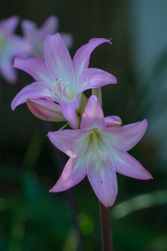 pink belladonna-lily van Andrea Ooms