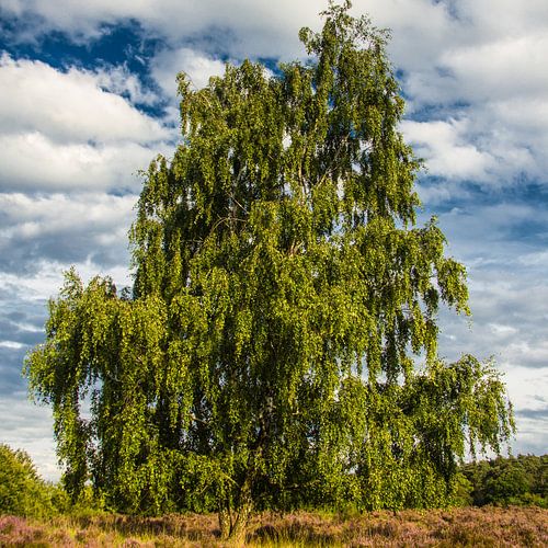 Majestic Birch von Olaf Eckhardt