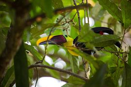 Toekan in een fruitboom by Mark Schutz
