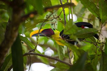 Toekan in een fruitboom