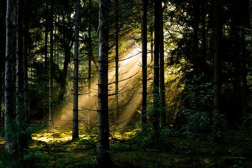 Waar het licht de stilte raakt. van Kees Goethart